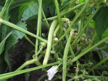 Billede af plante